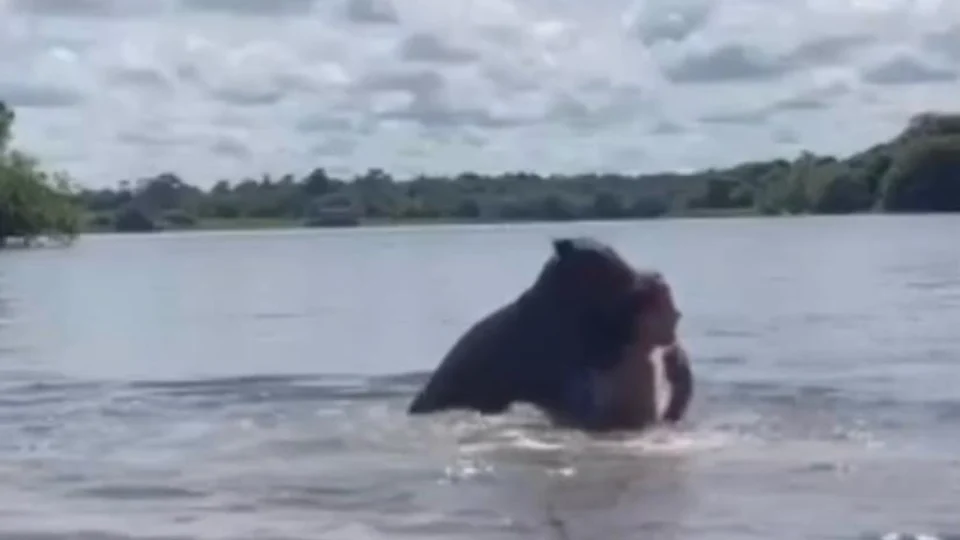 VEJA VÍDEO: jovem se desespera ao ser atacada por capivara durante banho