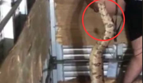 VEJA VÍDEO: cobra é encontrada em almoxarifado de loja em Manaus