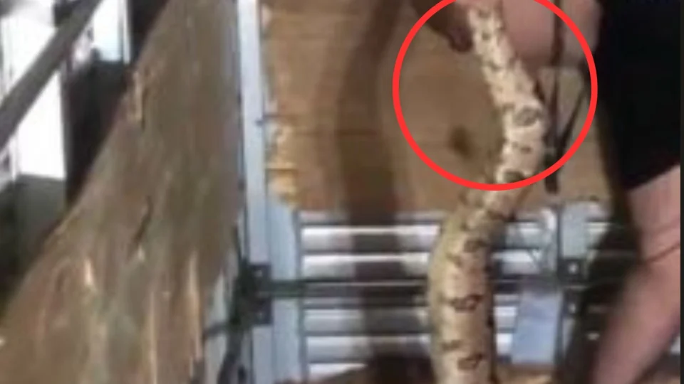 VEJA VÍDEO: cobra é encontrada em almoxarifado de loja em Manaus