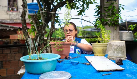 Doze zonas de Manaus estão em risco para infecção de Dengue