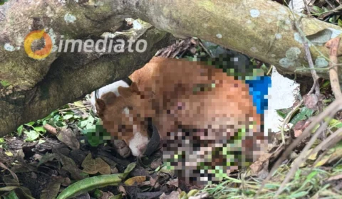 Cachorro é abandonado em área de mata no bairro Cidade de Deus e Moradores pedem ajuda para resgate