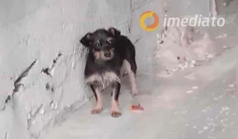 Cachorrinha é levada de estacionamento de supermercado em Manaus e Família faz apelo