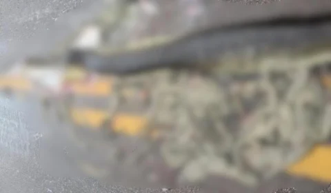 Sucuri grávida morre atropelada e cerca de 40 filhotes são expelidos em estrada