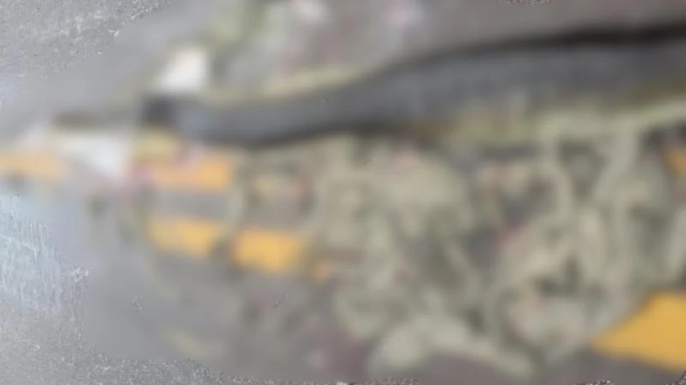 Sucuri grávida morre atropelada e cerca de 40 filhotes são expelidos em estrada