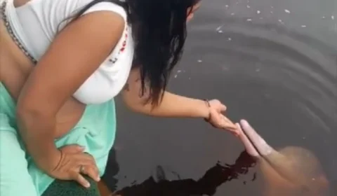 Boto encantador conquista as redes sociais no Parque Anavilhanas