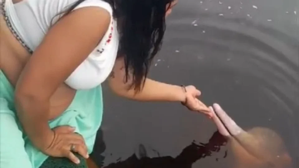 Boto encantador conquista as redes sociais no Parque Anavilhanas