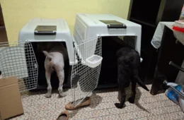 DPE-AM garante transporte de animais de suporte emocional em voo para Fortaleza