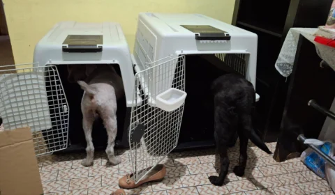 DPE-AM garante transporte de animais de suporte emocional em voo para Fortaleza