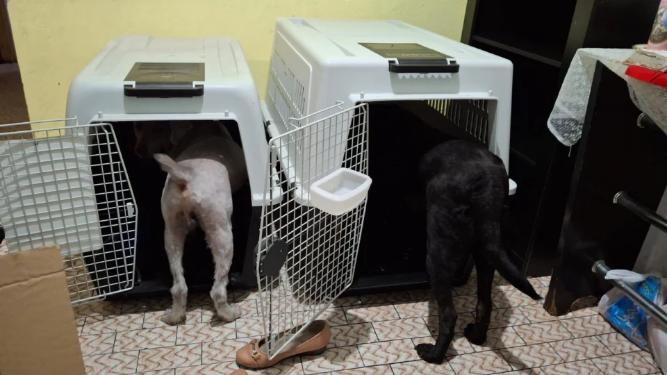 DPE-AM garante transporte de animais de suporte emocional em voo para Fortaleza