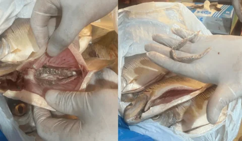 Dupla é presa ao tentar entregar drogas escondidas em peixes para preso em delegacia no Amazonas