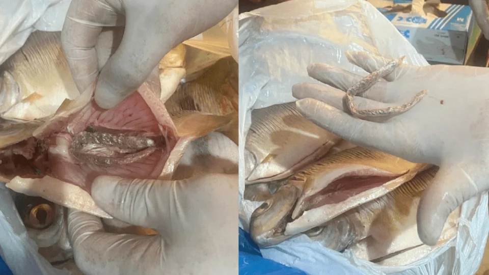 Dupla é presa ao tentar entregar drogas escondidas em peixes para preso em delegacia no Amazonas