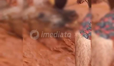 VEJA VÍDEO: cavalo atola durante enxurrada e fica com água no pescoço