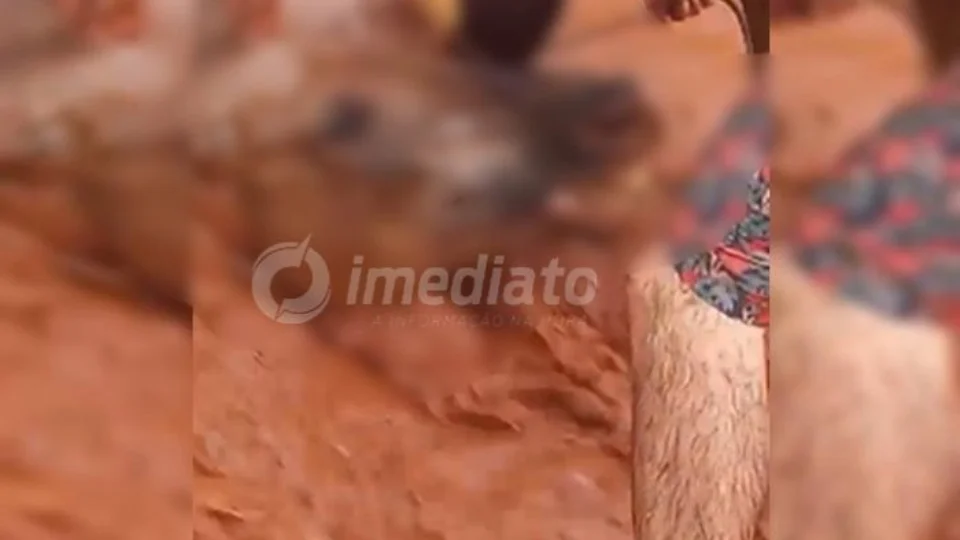 VEJA VÍDEO: cavalo atola durante enxurrada e fica com água no pescoço