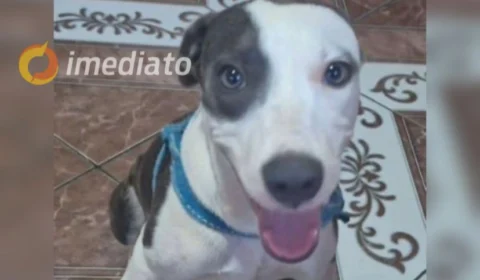 Família solicita ajuda para encontrar cachorro desaparecido