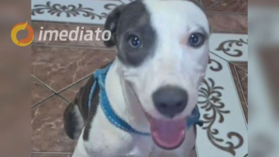 Família solicita ajuda para encontrar cachorro desaparecido