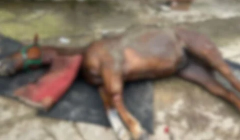 Intoxicação alimentar é a principal hipótese para morte de cavalos no Amazonas, afirma delegado