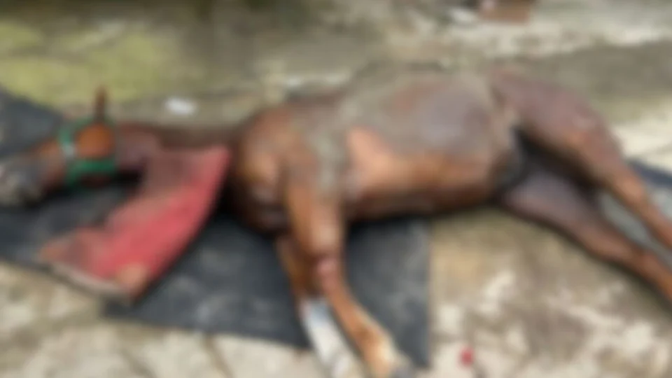 Intoxicação alimentar é a principal hipótese para morte de cavalos no Amazonas, afirma delegado