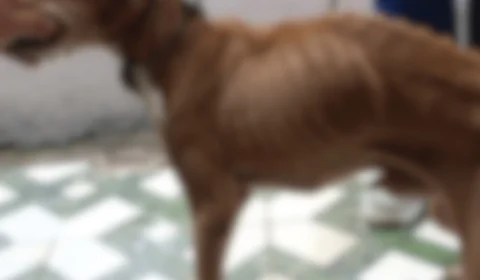 Mulher é presa em flagrante por maus-tratos a cachorro caramelo na zona sul de Manaus