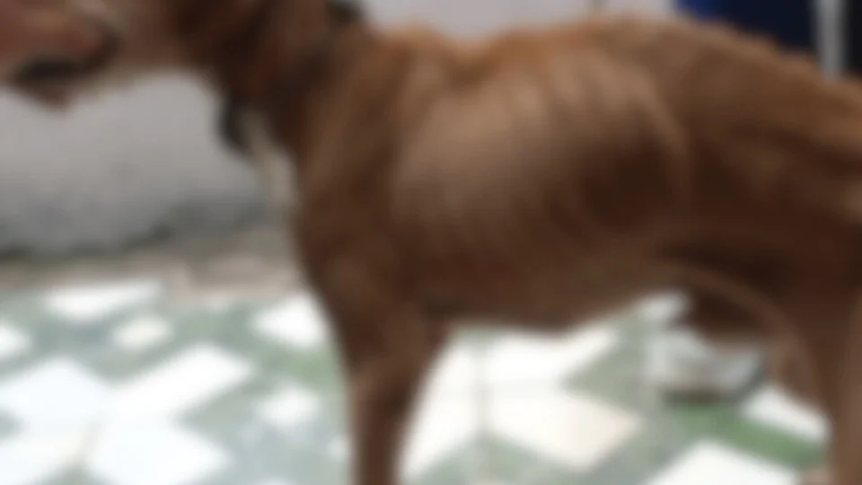 Mulher é presa em flagrante por maus-tratos a cachorro caramelo na zona sul de Manaus