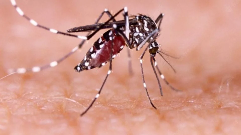 Ministério da saúde investiga 62 mortes por dengue em 2025