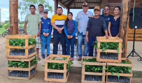 Agricultores de São Sebastião do Uatumã recebem 10,7 mil mudas de castanha-do-Brasil