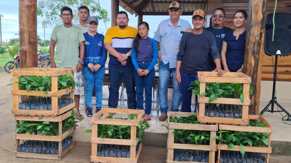 Agricultores de São Sebastião do Uatumã recebem 10,7 mil mudas de castanha-do-Brasil