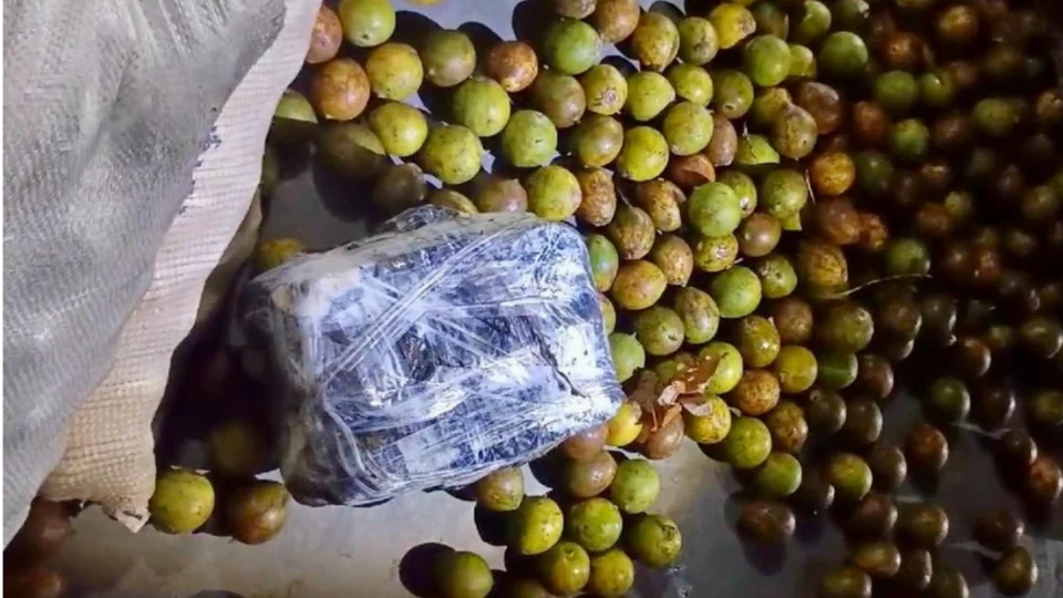 Mais de 6 kg de drogas são apreendidos em carga de tucumã em Coari