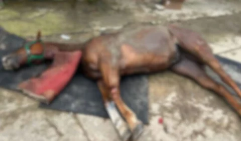 Número de cavalos mortos no Haras Nilton Lins sobe para 9 com suspeita de intoxicação