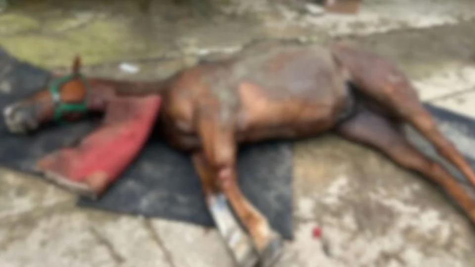 Número de cavalos mortos no Haras Nilton Lins sobe para 9 com suspeita de intoxicação