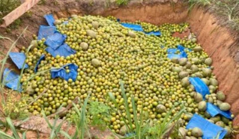 Adaf apreende 4,5 toneladas de frutos com restrição de trânsito