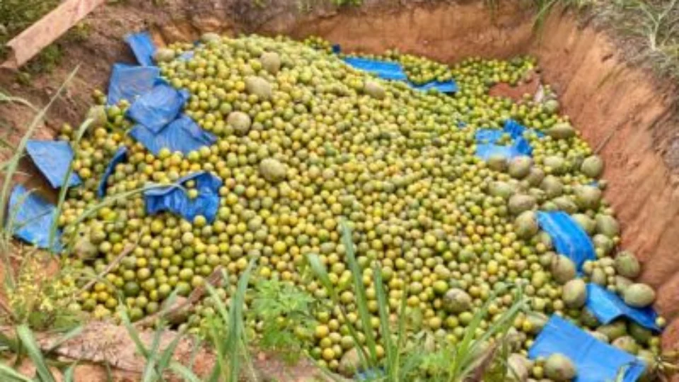 Adaf apreende 4,5 toneladas de frutos com restrição de trânsito