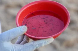 Brasil registra quase 6,5 milhões de casos de dengue em 2024, com mais de 5,9 mil mortes