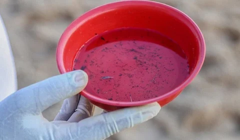 Brasil registra quase 6,5 milhões de casos de dengue em 2024, com mais de 5,9 mil mortes