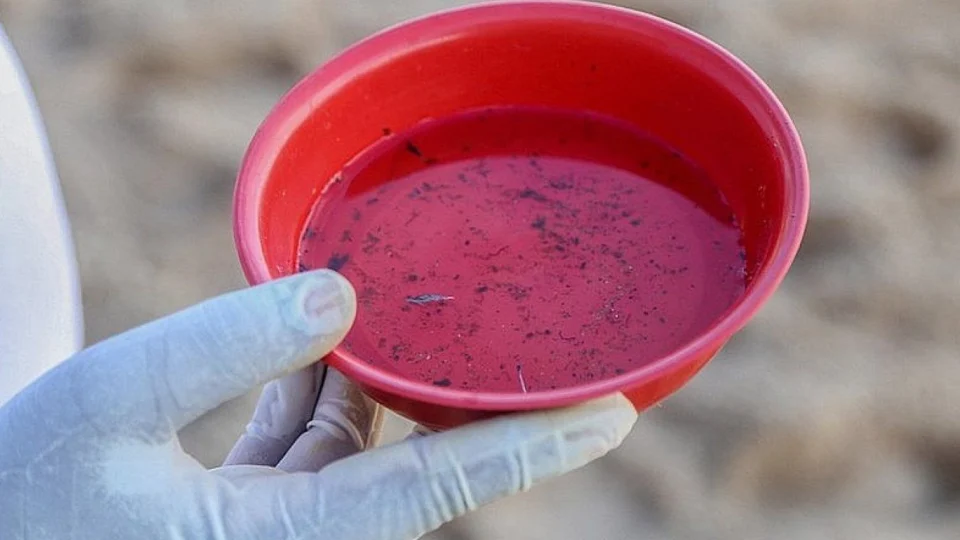 Brasil registra quase 6,5 milhões de casos de dengue em 2024, com mais de 5,9 mil mortes