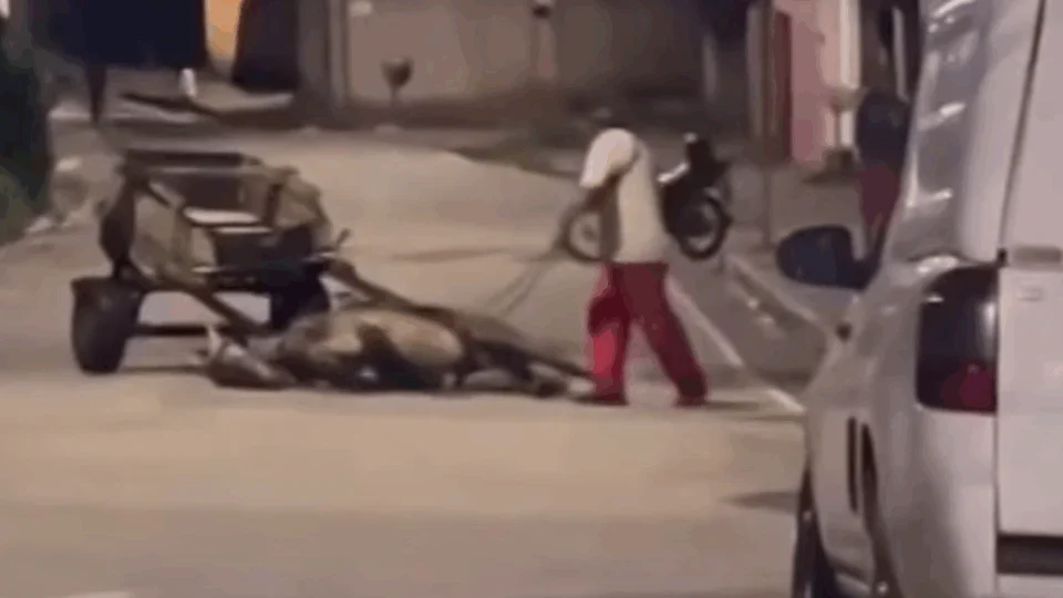 VEJA VÍDEO: cavalo exausto é chicoteado por carroceiro mesmo caído no chão