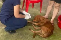 Surto de doença do carrapato mata 80 cães no interior Amazonas