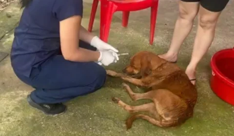 Surto de doença do carrapato mata 80 cães no interior Amazonas