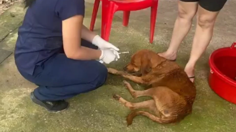 Surto de doença do carrapato mata 80 cães no interior Amazonas