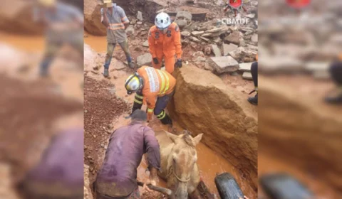 VEJA VÍDEO: cavalo que ficou atolado após enxurrada é resgatado de vala de 2,5m