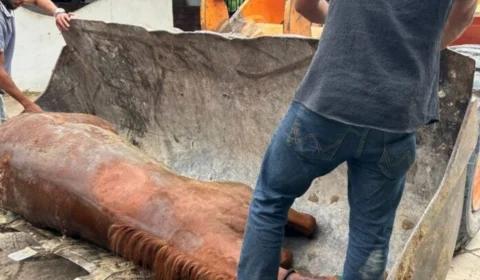 Morte de 22 cavalos mobiliza investigações e levanta suspeita de intoxicação alimentar