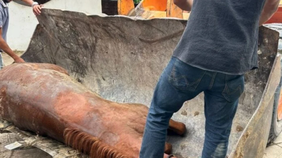 Morte de 22 cavalos mobiliza investigações e levanta suspeita de intoxicação alimentar