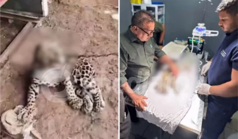 VEJA VÍDEO: Filhote de onça-pintada é resgatado em Roraima após ser encontrado amarrado com coleira