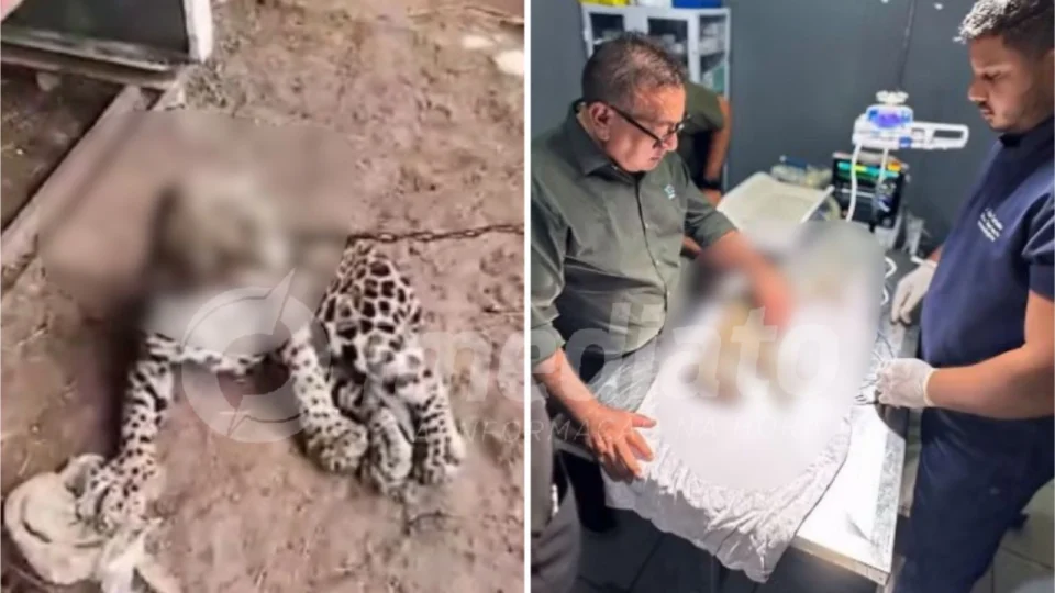 VEJA VÍDEO: Filhote de onça-pintada é resgatado em Roraima após ser encontrado amarrado com coleira