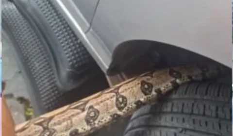 Jiboia é encontrada no motor de veículo no bairro Mauazinho, em Manaus