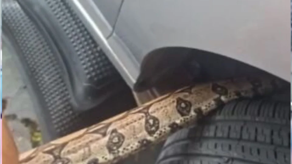 Jiboia é encontrada no motor de veículo no bairro Mauazinho, em Manaus