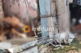 Mulher é presa por maus-tratos e dois cachorros são resgatados no bairro Compensa