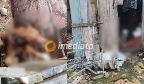 Mulher é presa por maus-tratos e dois cachorros são resgatados no bairro Compensa