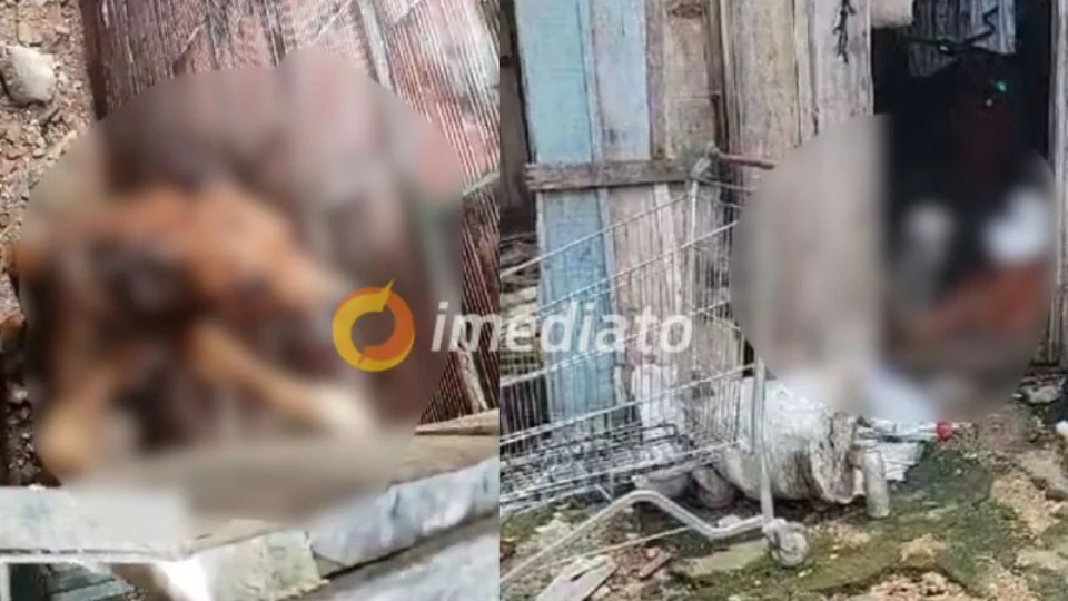 Mulher é presa por maus-tratos e dois cachorros são resgatados no bairro Compensa