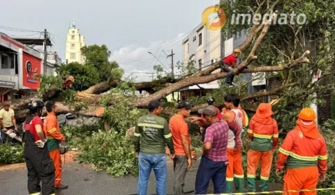Árvore cai após forte chuva e deixa via interditada na Praça 14 de Janeiro