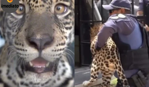 Filhote de onça-pintada mantido como pet é resgatado em Santo Antônio do Içá